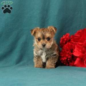 Xander, Morkie / Yorktese Puppy
